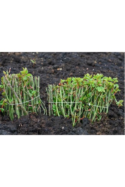 Троянда Черрі Бренді - саджанці з голим коренем прикопані в грунті